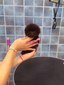 廠家直銷特價(jià)新款泰迪小狗實(shí)木衣柜衣架 寵物衣柜、床與衣架的完美結(jié)合